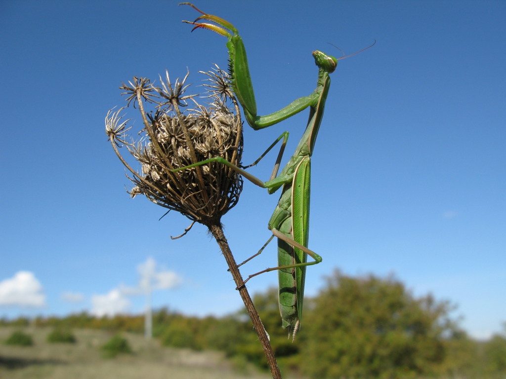 Carrellata di mantis religiosa...